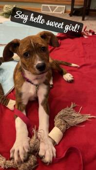 Terrier and Dutch Shepherd Dogs Available for Adoption in Muskego, Wisconsin - Hot Fries The Adorable Brindle Mixed Breed! | PetCurious
