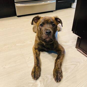 Terrier Dogs Available for Adoption in Warren, Ohio - Mary Kate "Penny" | PetCurious