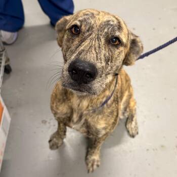 Tigress -  Hound and Mixed Breed Dog for Adoption in Washington, District Of Columbia - Tigress | PetCurious
