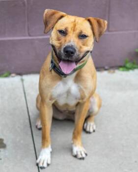 Melany -  Mixed Breed Dog for Adoption in Chamblee, Georgia - Melany | PetCurious