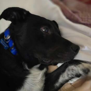 Rescue Australian Cattle Dog Blue Heeler Dogs for Adoption in Kempner, Texas - Otto | PetCurious