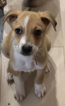 Rescue Mixed Breed Dogs for Adoption in Lake View, New York - Cheerios | PetCurious