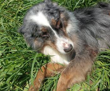 Asia -  Australian Shepherd Dog for Adoption in Catlettsburg, Kentucky - Asia | PetCurious