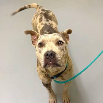 Audie -  Mixed Breed Dog for Adoption in Asheville, North Carolina - Audie | PetCurious