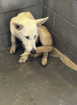 FOUND - Clouseau -  White German Shepherd Dog for Adoption in Edna, Texas - FOUND - Clouseau | PetCurious