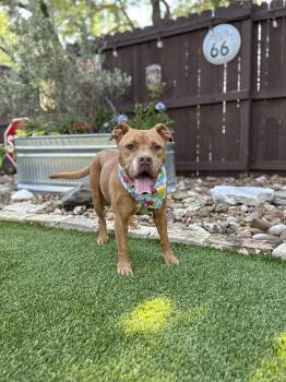 May -  American Bulldog and American Staffordshire Terrier Dog for Adoption in Mico, Texas - May | PetCurious