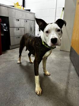 MILO -  Pit Bull Terrier Dog for Adoption - MILO | PetCurious