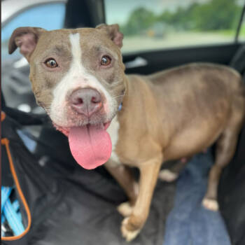 Rescue Pit Bull Terrier Dogs for Adoption in York, Pennsylvania - Jem FKA LaLa | PetCurious