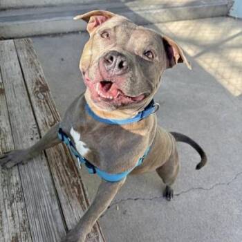 Sweets -  Staffordshire Bull Terrier and Mixed Breed Dog for Adoption in Richmond, Virginia - Sweets | PetCurious
