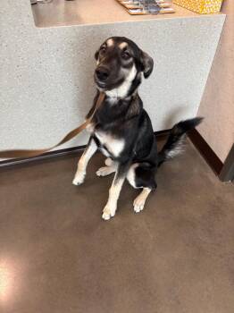 Chips -  German Shepherd Dog Dog for Adoption in Clarksville, Tennessee - Chips | PetCurious