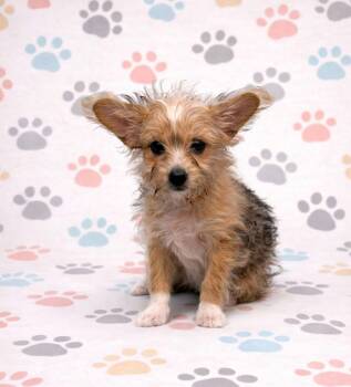 Mixed Breed Dogs Available for Adoption - Cookie | PetCurious