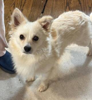 Eskimo Dog and Spitz Dogs Available for Adoption - Everest | PetCurious