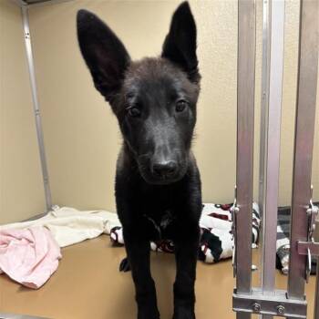 German Shepherd Dog and Dutch Shepherd Dogs Available for Adoption in Tempe, Arizona - Eliza | PetCurious