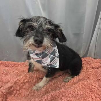 Terrier Dogs Available for Adoption in Foley, Alabama - Timmy | PetCurious