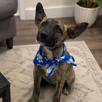 German Shepherd Dog Dogs Available for Adoption in Lucas, Texas - NOAH GS | PetCurious