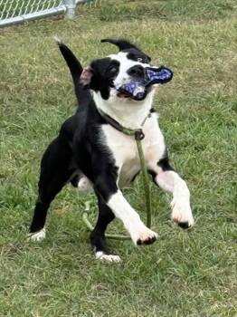 Rescue Pit Bull Terrier and Border Terrier Dogs for Adoption in Louisville, Kentucky - AUTUMN CRISP | PetCurious