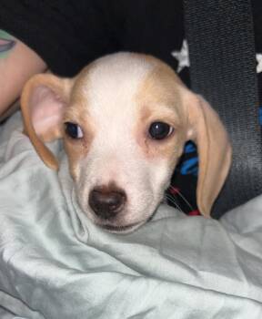 Rescue Beagle Dogs for Adoption in Lake Worth Beach, Florida - Farrah | PetCurious