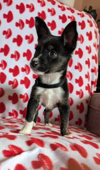 Chihuahua and Corgi Dogs Available for Adoption in Muskego, Wisconsin - Onyx The Tiny Puppy | PetCurious