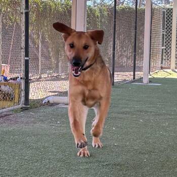 Mister -  German Shepherd Dog and Mixed Breed Dog for Adoption in Riverside, California - Mister | PetCurious