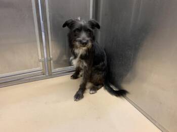 A1937272 -  Terrier and Mixed Breed Dog for Adoption in Thousand Palms, California - A1937272 | PetCurious