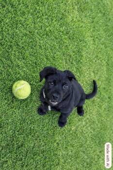 Gizmo -  Labrador Retriever Dog for Adoption in Hot Springs, South Dakota - Gizmo | PetCurious