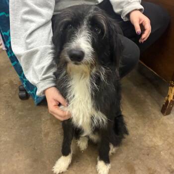 Rescue Mixed Breed Dogs for Adoption in Corbin, Kentucky - Butter | PetCurious