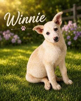 Winnie -  Yellow Labrador Retriever and Australian Shepherd Dog for Adoption in Chickamauga, Georgia - Winnie | PetCurious