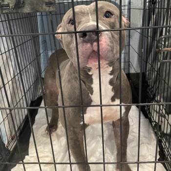 0815-D26 -  Mixed Breed Dog for Adoption in Port Charlotte, Florida - 0815-D26 | PetCurious