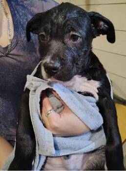 Collie Dogs Available for Adoption - BB | PetCurious