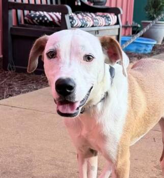 Trooper -  Labrador Retriever and Mixed Breed Dog for Adoption in Morristown, New Jersey - Trooper | PetCurious