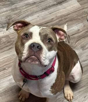 Rumi -  American Bulldog Dog for Adoption in Greenville, South Carolina - Rumi | PetCurious