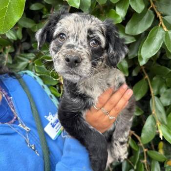 Australian Shepherd and Poodle Dogs Available for Adoption in Goleta, California - Radish | PetCurious