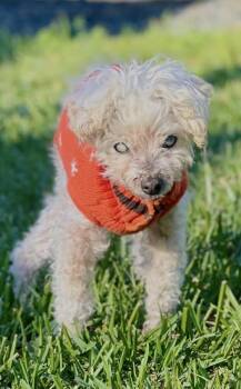 Miniature Poodle Dogs Available for Adoption - Sarah Bernhardt | PetCurious