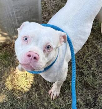 Pink -  Pit Bull Terrier and Mixed Breed Dog for Adoption in Honolulu, Hawaii - Pink | PetCurious