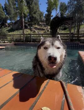 Husky Dogs Available for Adoption - Wolfie | PetCurious