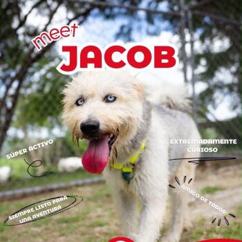 Jacob -  Old English Sheepdog Dog for Adoption in Humacao, Humacao - Jacob | PetCurious