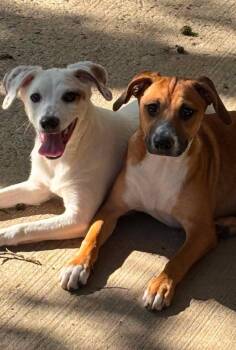 Pearl -  Beagle and Basset Hound Dog for Adoption in Ashville, Ohio - Pearl | PetCurious