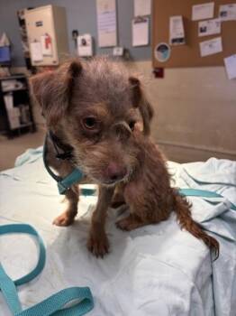 GIZMO -  Terrier Dog for Adoption in Riverside, California - GIZMO | PetCurious