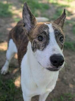 Rescue Terrier and Shepherd Dogs for Adoption in Dover, Arkansas - Peanut | PetCurious