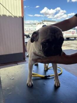 61763688 -  Pug and Mixed Breed Dog for Adoption in El Paso, Texas - 61763688 | PetCurious