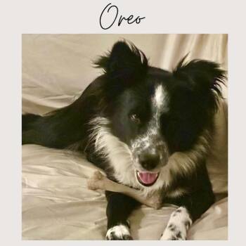 OREO -  Border Collie Dog for Adoption in San Juan Capistrano, California - OREO | PetCurious