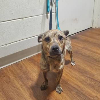 Rescue Mixed Breed Dogs for Adoption in Milton, Florida - Lady Valentine | PetCurious