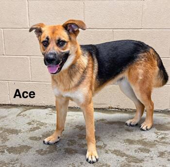 Ace -  German Shepherd Dog Dog for Adoption in Clearfield, Kentucky - Ace | PetCurious