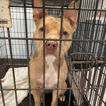 Honey Bear -  Mixed Breed Dog for Adoption in Port Charlotte, Florida - Honey Bear | PetCurious