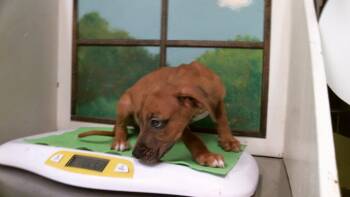 A2098366 -  Staffordshire Bull Terrier and Mixed Breed Dog for Adoption in Houston, Texas - A2098366 | PetCurious