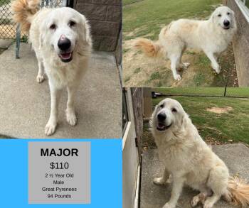 Rescue Great Pyrenees Dogs for Adoption in Decatur, Alabama - Major | PetCurious