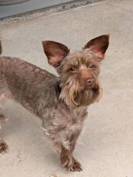 Yorkshire Terrier Dogs Available for Adoption in Baton Rouge, Louisiana - Macy | PetCurious