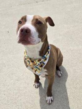 Nala -  Pit Bull Terrier Dog Available for Adoption in Bucyrus, Ohio - Nala | PetCurious