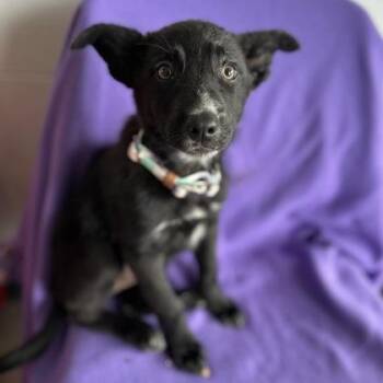 Labrador Retriever Dogs Available for Adoption in Red Bluff, California - Laura | PetCurious