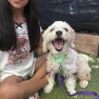 Evie -  Maltese Dog for Adoption in San Diego, California - Evie | PetCurious